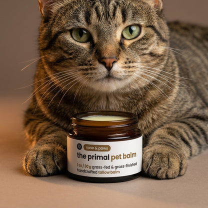 Tabby cat with The Primal tallow paw and nose balm jar